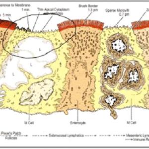 Psyllium Fiber And Ibs 