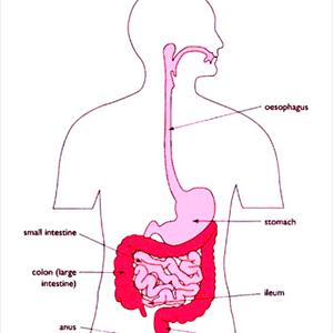 Ibs Nutrition 